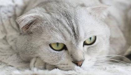 AYX SPORTS-王者荣耀解说评述：赛事战术分析与选手表现评价，王者荣耀赛事分析报告